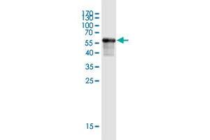 Western Blot detection against Immunogen (59.