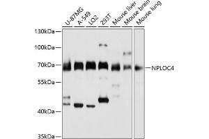 Western blot analysis of extracts of various cell lines, using NPLOC4 antibody (ABIN1681086, ABIN5664262, ABIN5664264 and ABIN6220175) at 1:3000 dilution. (NPLOC4 anticorps  (AA 1-270))
