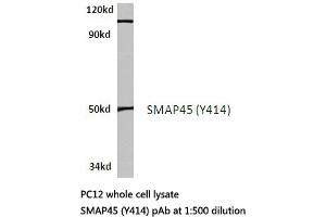 Western blot (WB) analysis of SMAP45 antibody in extracts from PC12 cells. (HDAC3 anticorps)