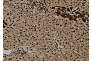 ABIN6257756 and ABIN6273652 at 1/100 staining Mouse liver tissue by IHC-P. (IL16 anticorps  (C-Term))