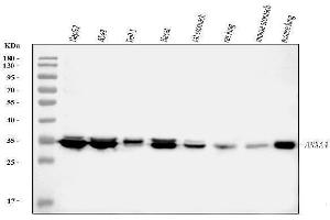 Western blot analysis of ANXA4 using anti-ANXA4 antibody (ABIN5518805). (Annexin IV anticorps  (Middle Region))