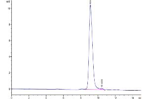 The purity of Human uPAR Domain (2+3) is greater than 95 % as determined by SEC-HPLC.