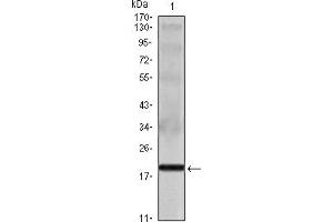 Western blot analysis using IL16 mouse mAb against IL16 recombinant protein. (IL16 anticorps)