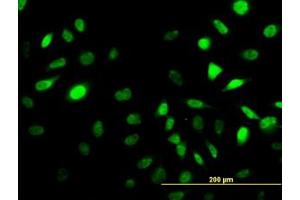 Image no. 1 for anti-Sestrin 2 (SESN2) (AA 1-481) antibody (ABIN466250) (Sestrin 2 anticorps  (AA 1-481))