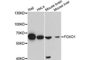 Western blot analysis of extracts of various cell lines, using FOXO1 antibody. (FOXO1 anticorps)