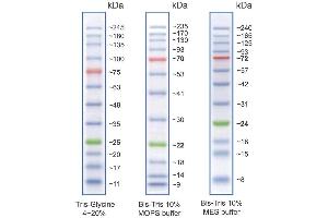 Image no. 1 for BLUeye Prestained Protein Ladder (ABIN2868252)