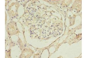 Immunohistochemistry of paraffin-embedded human kidney tissue using ABIN7145408 at dilution of 1:100 (B3GNT1 anticorps  (AA 161-415))