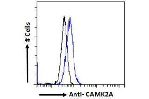 ABIN570984 Flow cytometric analysis of paraformaldehyde fixed Kelly cells (blue line), permeabilized with 0. (CaMKII alpha/beta (Internal Region) anticorps)