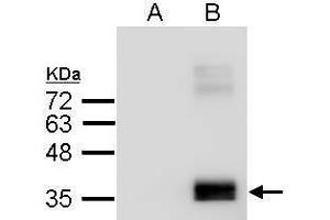 WB Image Sample (2. (APOE anticorps  (C-Term))