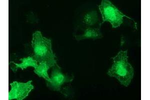 Anti-GAS7 mouse monoclonal antibody (ABIN2453056) immunofluorescent staining of COS7 cells transiently transfected by pCMV6-ENTRY GAS7 (RC215256). (GAS7 anticorps)