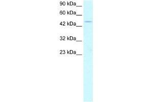 WB Suggested Anti-PPARA Antibody Titration:  2. (PPARA anticorps  (Middle Region))