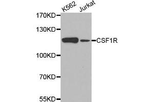 Western blot analysis of extracts of various cell lines, using CSF1R antibody (ABIN5971549) at 1/500 dilution. (CSF1R anticorps)