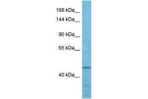 Western Blotting (WB) image for anti-Formin-Like 2 (FMNL2) (Middle Region) antibody (ABIN2790212)