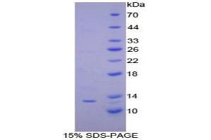 SDS-PAGE analysis of Dog IP10 Protein. (CXCL10 Protéine)