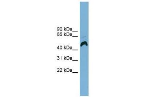 ATP6AP1 antibody used at 1 ug/ml to detect target protein. (ATP6AP1 anticorps  (Middle Region))