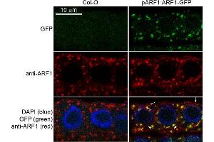 anti-ADP-Ribosylation Factor 1 (ARF1) antibody