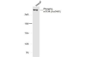 HepG2 lysates probed with mTOR (Ser2481) Polyclonal Antibody, Unconjugated  at 1:300 dilution and 4˚C overnight incubation. (MTOR anticorps  (pSer2481))