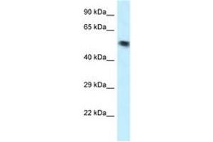 Image no. 1 for anti-Vacuolar Protein Sorting 4 Homolog B (vps4b) (AA 70-119) antibody (ABIN6747629)