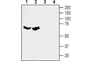Western blot analysis of rat (lanes 1 and 3) and mouse (lanes 2 and 4) brain membranes: - 1,2.