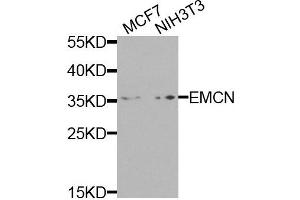 Western blot analysis of extracts of various cells, using EMCN antibody. (Endomucin anticorps)
