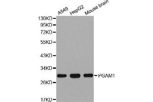 Western blot analysis of extracts of various cell lines, using PGAM1 antibody. (PGAM1 anticorps  (AA 1-254))