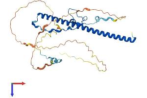 AlphaFold protein structure predicition of Human Recombinant DBP Protein, UniprotID Q10586