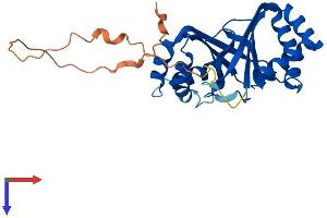 AlphaFold protein structure predicition of Human Recombinant NIPSNAP1 Protein, UniprotID Q9BPW8
