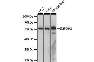 Western blot analysis of extracts of various cell lines using IMPDH2 Polyclonal Antibody at dilution of 1:1000. (IMPDH2 anticorps)