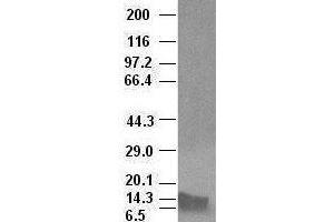 Western Blotting (WB) image for anti-Bone Morphogenetic Protein 4 (BMP4) (AA 293-408) antibody (ABIN1491347) (BMP4 anticorps  (AA 293-408))