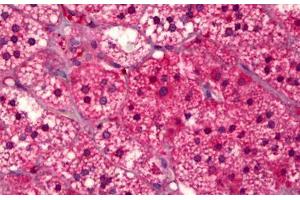 Anti-GPR91 antibody IHC staining of human adrenal cortex. (SUCNR1 anticorps  (AA 100-149))