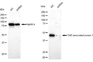 Western blotting analysis using DAZ associated protein 1 antibody (ABIN7798275). (Recombinant DAZAP1 anticorps)