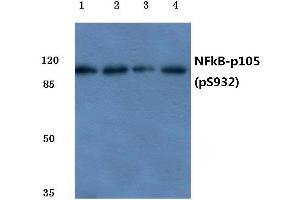 Western blot (WB) analysis of p-NFkB-p105 antibody at 1/500 dilution (NFKB1 anticorps  (pSer932))