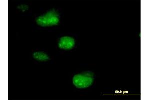 Immunofluorescence of purified MaxPab antibody to SSNA1 on HeLa cell. (SSNA1 anticorps  (AA 1-119))