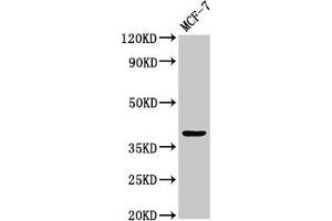 Western Blot Positive WB detected in: MCF-7 whole cell lysate All lanes: ATOH1 antibody at 3. (ATOH1 anticorps  (AA 1-354))
