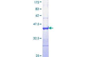 Image no. 1 for Interleukin 24 (IL24) (AA 58-167) protein (GST tag) (ABIN1307794)