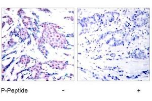Image no. 1 for anti-Jun Proto-Oncogene (JUN) (pThr93) antibody (ABIN196648) (C-JUN anticorps  (pThr93))