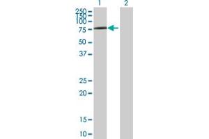 Western Blot analysis of SLC3A2 expression in transfected 293T cell line by SLC3A2 MaxPab polyclonal antibody.