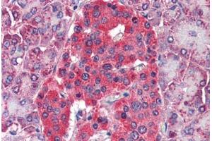 Human Pancreas (formalin-fixed, paraffin-embedded) stained with GLUD1 antibody ABIN790324 at 5 ug/ml followed by biotinylated goat anti-rabbit IgG secondary antibody ABIN481713, alkaline phosphatase-streptavidin and chromogen. (GLUD1 anticorps)