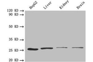 Western blot All lanes: PSMA7 antibody at 1.