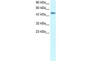 CREBRF anticorps  (Middle Region)
