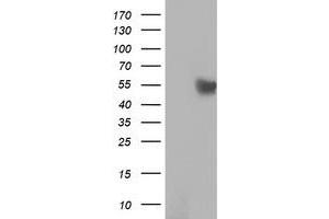 Western Blotting (WB) image for anti-RuvB-Like 2 (E. Coli) (RUVBL2) (AA 113-370) antibody (ABIN1490849) (RUVBL2 anticorps  (AA 113-370))