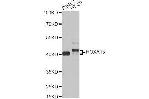 Western blot analysis of extracts of various cell lines, using HOXA13 antibody (ABIN6290491) at 1:1000 dilution.