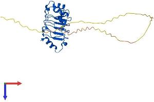 AlphaFold protein structure predicition of Mouse Recombinant Anp32a Protein, UniprotID O35381