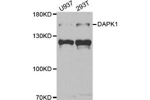 Western blot analysis of extracts of U937 and 293T cell lines, using DAPK1 antibody. (DAP Kinase 1 anticorps)