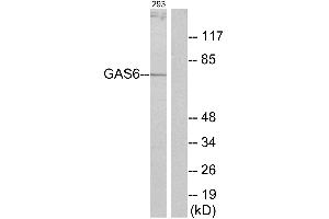 Immunohistochemistry analysis of paraffin-embedded human brain tissue using GAS6 antibody. (GAS6 anticorps)