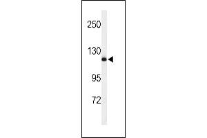 Western blot analysis of NEDD4 Antibody (C-term) (ABIN653889 and ABIN2843135) in mouse NIH-3T3 cell line lysates (35 μg/lane).