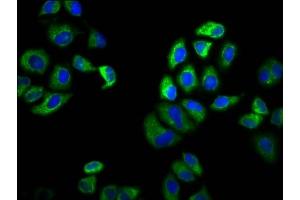 Immunofluorescence staining of Hela cells with ABIN7169980 at 1:100, counter-stained with DAPI.