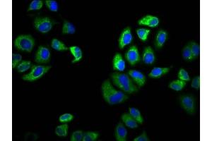 Immunofluorescence staining of Hela cells with ABIN7169980 at 1:100, counter-stained with DAPI. (SLC6A19 anticorps  (AA 326-413))