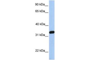 Western Blotting (WB) image for anti-NFKB Inhibitor Interacting Ras-Like 2 (NKIRAS2) antibody (ABIN2463628) (NKIRAS2 anticorps)