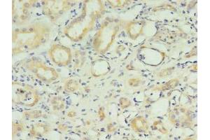 Immunohistochemistry of paraffin-embedded human kidney tissue using ABIN7151168 at dilution of 1:100 (RNF183 anticorps  (AA 1-161))